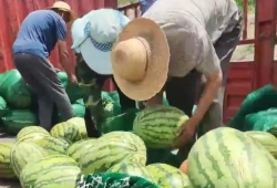 金乡吃瓜网51爆料金乡,揭秘金乡热点事件背后的真相！